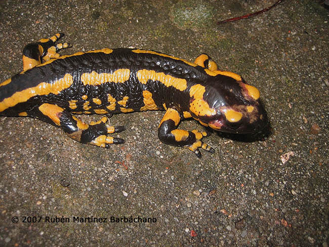 Salamandra salamandra fastuosa/bejarae